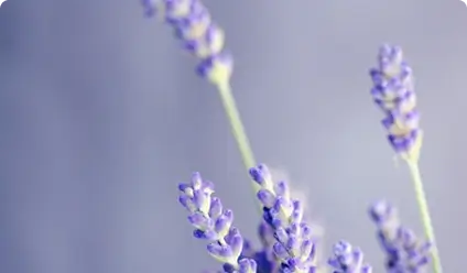 portfolio example image